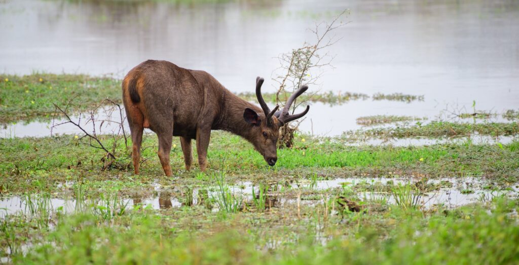 Yala National Park