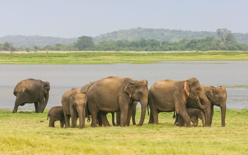 A Herd of Sri Lankan Elephant