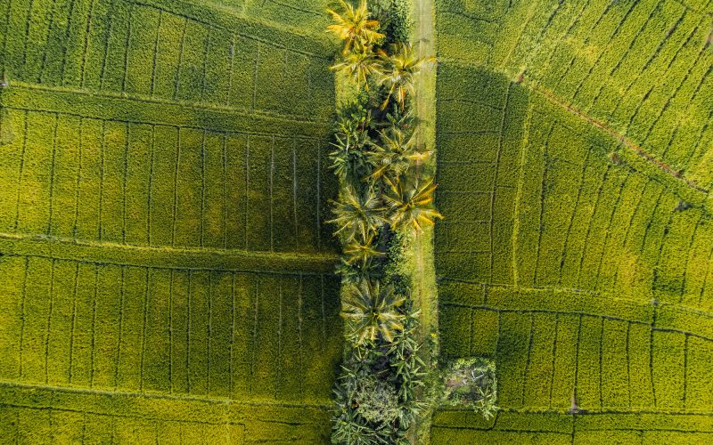 Aerial Photo of green Rice fields in the countryside of Sri Lanka