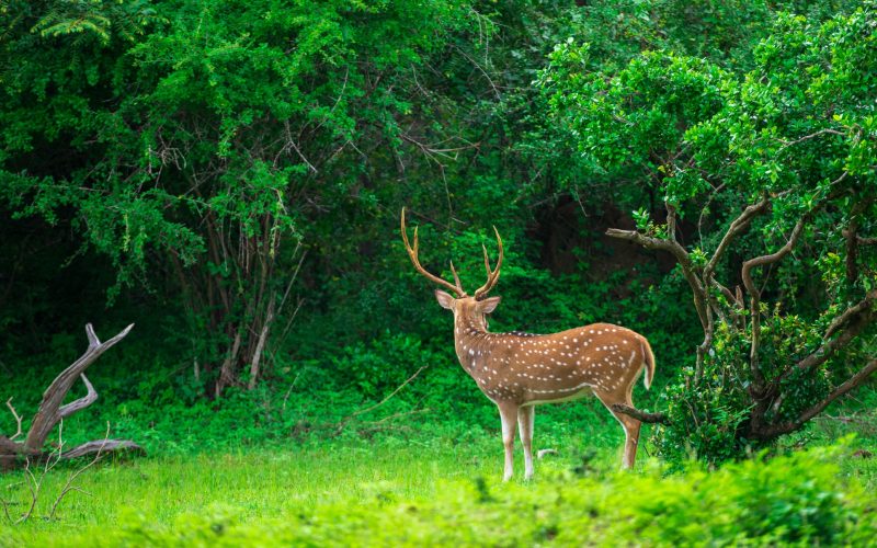 Beautiful male Sri Lankan axis deer in Yala national park. Lush greenery landscape.