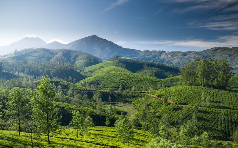 Beautiful tea plantation landscape in the morning.