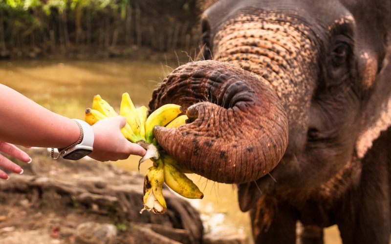 Close up hand young woman feeding an elephant bananas in countryside Sri Lanka, love to animals