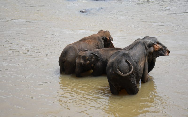 Elephant in a murky river, spraying water on its back with its trunk, in Pinnawala, Sri Lanka
