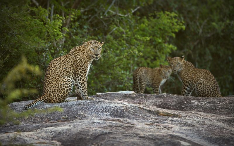 Group of leopards on a rock against green forest trees in Sri Lanka