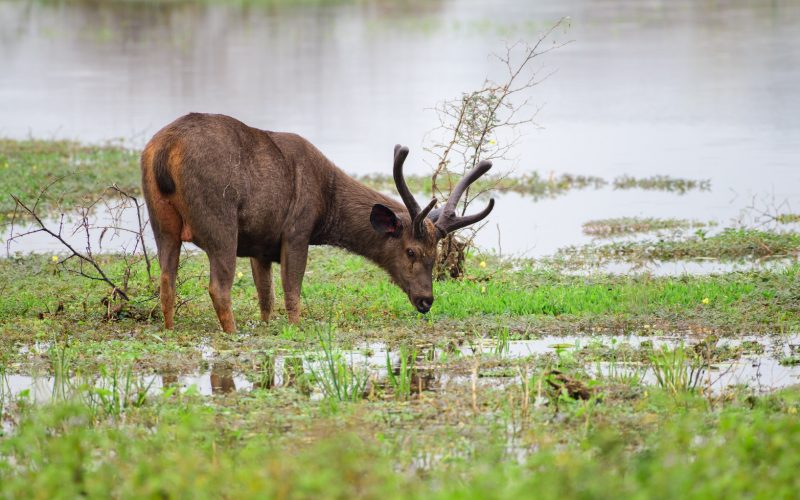 Majestic male Sri Lankan sambar deer grazing grass in the marshes in Yala national park