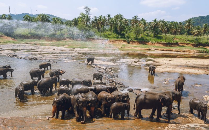 scenic view of wild elephants in natural habitat, pinnawala, sri lanka