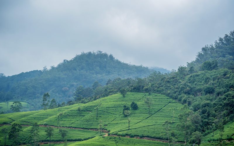 Tea plantation landscape in Sri Lanka