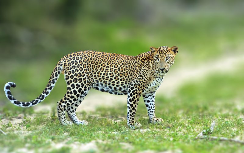 Walking Sri Lankan leopard, Big spotted wild cat lying in the na